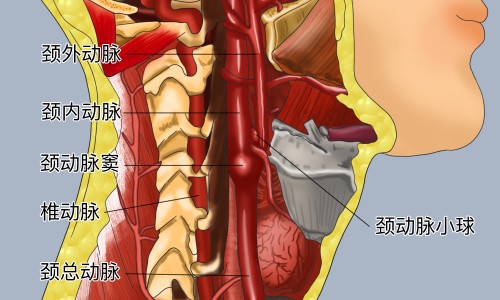 四块瓦的功效和作用-四块瓦的药用与功效与作用网 :分享四块瓦的别名叫什么名字-四块瓦的图片及药用知识
