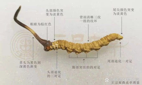 四块瓦的药用与功效与作用网 :分享四块瓦的别名叫什么名字-四块瓦的图片及药用知识